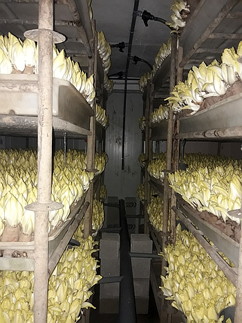 Bacs-endives