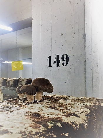 Champignon-place-149