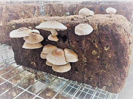 Champignons